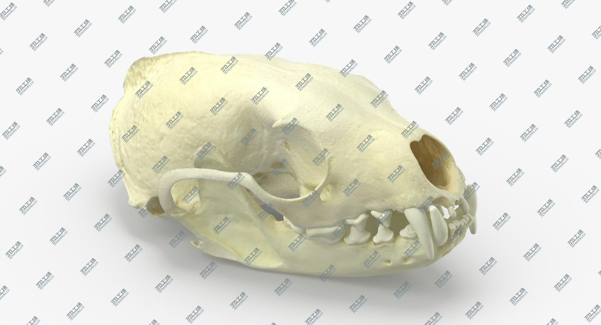 images/goods_img/202104023/White Breasted Marten Skull and Jaw 02 3D model/2.jpg